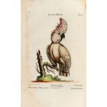 SELIGMANN, Johann Michael (1720-1762). Sammlung verschiedener ausl?ndischer und seltener Vögel.