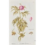 PALLAS, Peter Simon (1741-1811). Flora rossica seu stirpium imperii rossici per Europam et Asiam