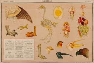 Anatomia Animale, Uccelli [Tavola II]