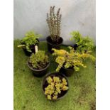 Six Mixed Evergreen Shrubs. Not available for in-house P&P