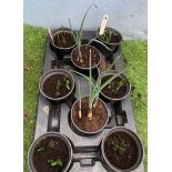 Eight mixed Bulb pots (Iris, Mascara, Daffodils). Not available for in-house P&P