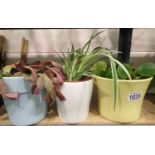 Three house plants in ceramic pots. Not available for in-house P&P