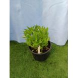 Rud Bekia (Hardy Pernnial). Not available for in-house P&P