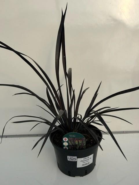 Phormium Platts black shrub. Not available for in-house P&P