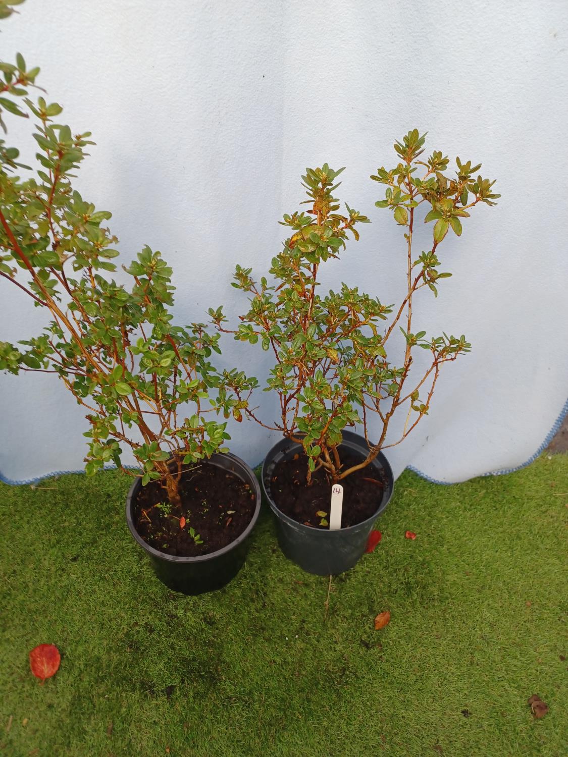 Two Dwarf Rhodidendron Annabaldsiefien. Not available for in-house P&P