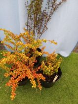 Three mixed Berberis. Not available for in-house P&P