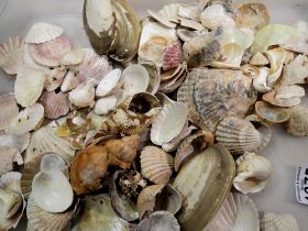 Collection of sea shells. Not available for in-house P&P