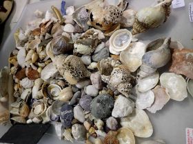 Collection of sea shells. Not available for in-house P&P