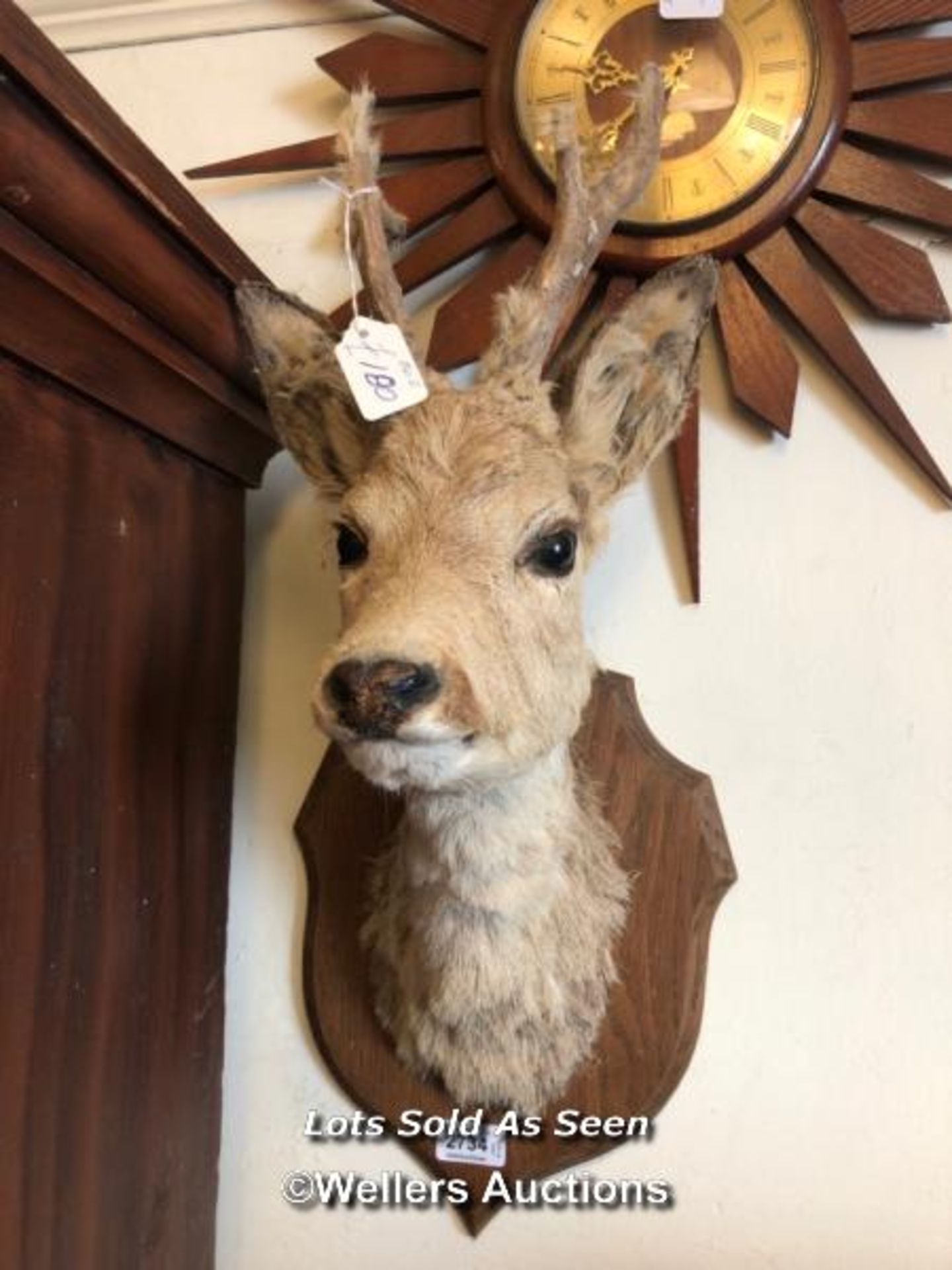 *TAXIDERMY YOUNG DEER HEAD, 58CM HIGH / LOCATED AT VICTORIA ANTIQUES, WADEBRIDGE, PL27 7DD