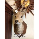 *TAXIDERMY YOUNG DEER HEAD, 58CM HIGH / LOCATED AT VICTORIA ANTIQUES, WADEBRIDGE, PL27 7DD
