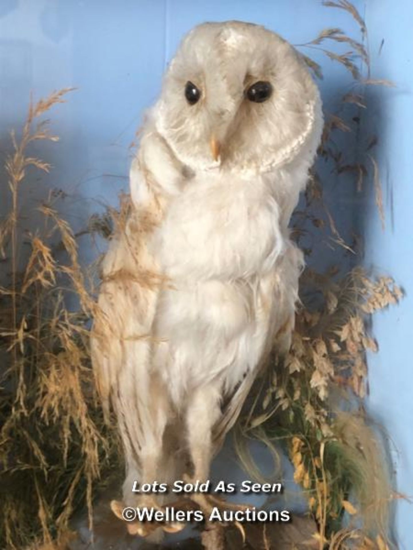 *TAXIDERMY OWL AND SPARROW HAWK, 47 X 46.5 X 19CM / LOCATED AT VICTORIA ANTIQUES, WADEBRIDGE, PL27 - Image 3 of 3