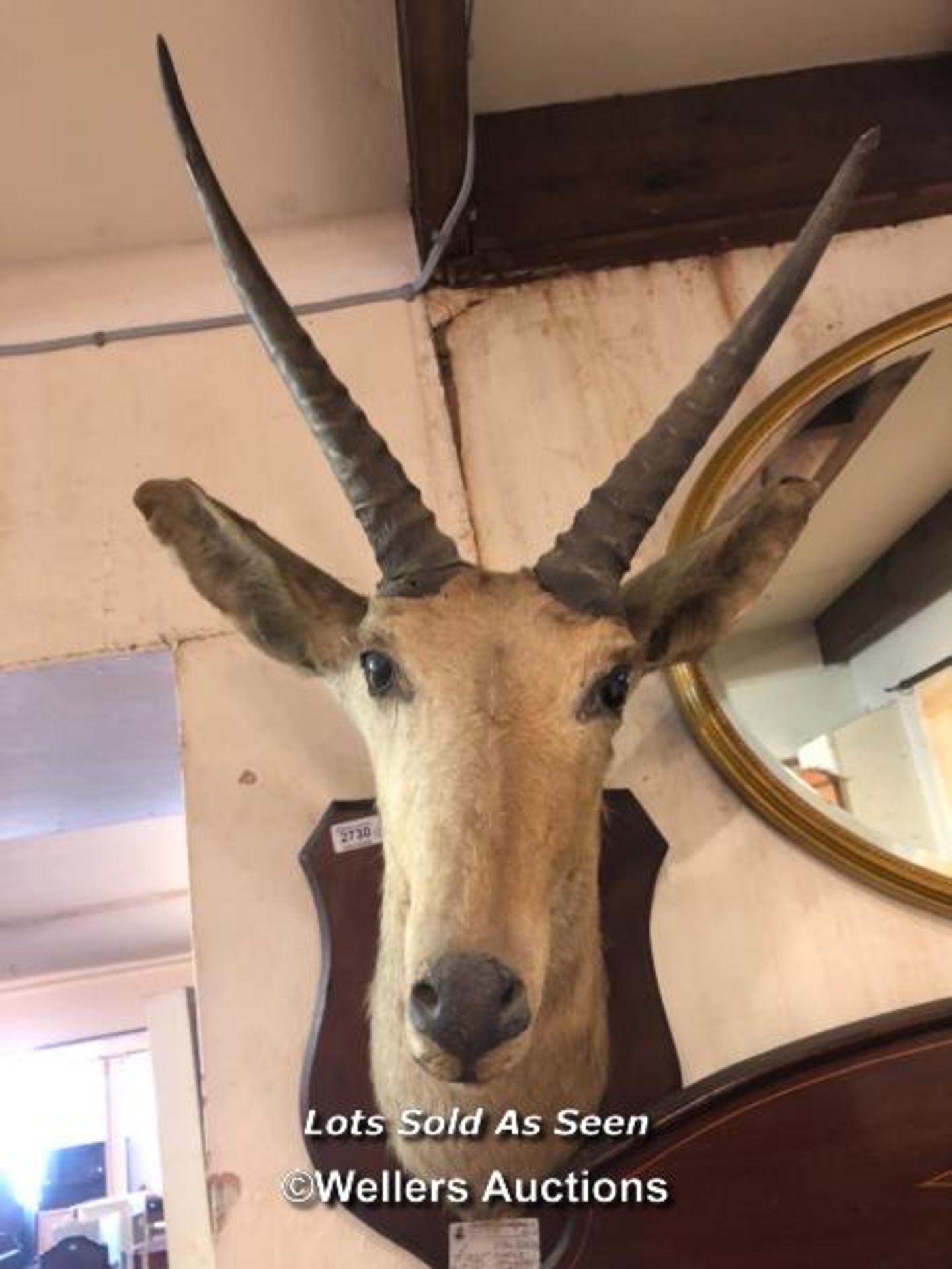 *TAXIDERMY SHIELD MOUNTED GAZELLE HEAD, 69CM HIGH / LOCATED AT VICTORIA ANTIQUES, WADEBRIDGE, PL27