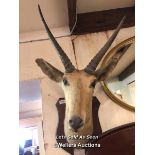 *TAXIDERMY SHIELD MOUNTED GAZELLE HEAD, 69CM HIGH / LOCATED AT VICTORIA ANTIQUES, WADEBRIDGE, PL27
