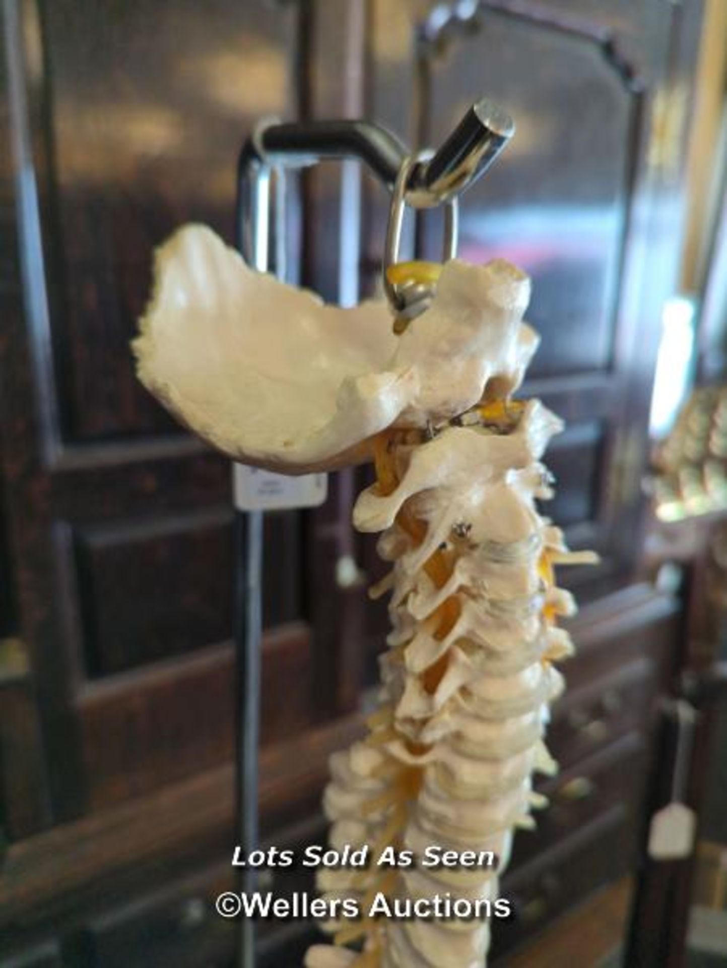 *ANATOMICAL TEACHING AID - HUMAN SPINE / LOCATED AT VICTORIA ANTIQUES, WADEBRIDGE, PL27 7DD - Image 3 of 3