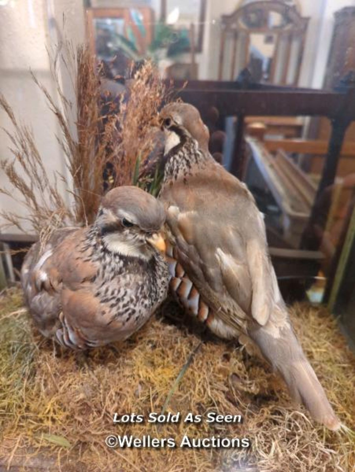 *TWO CASED TAXIDERMY RED LEGGED PARTRIDGES, 43.5 X 51 X 27CM / LOCATED AT VICTORIA ANTIQUES, - Image 2 of 3