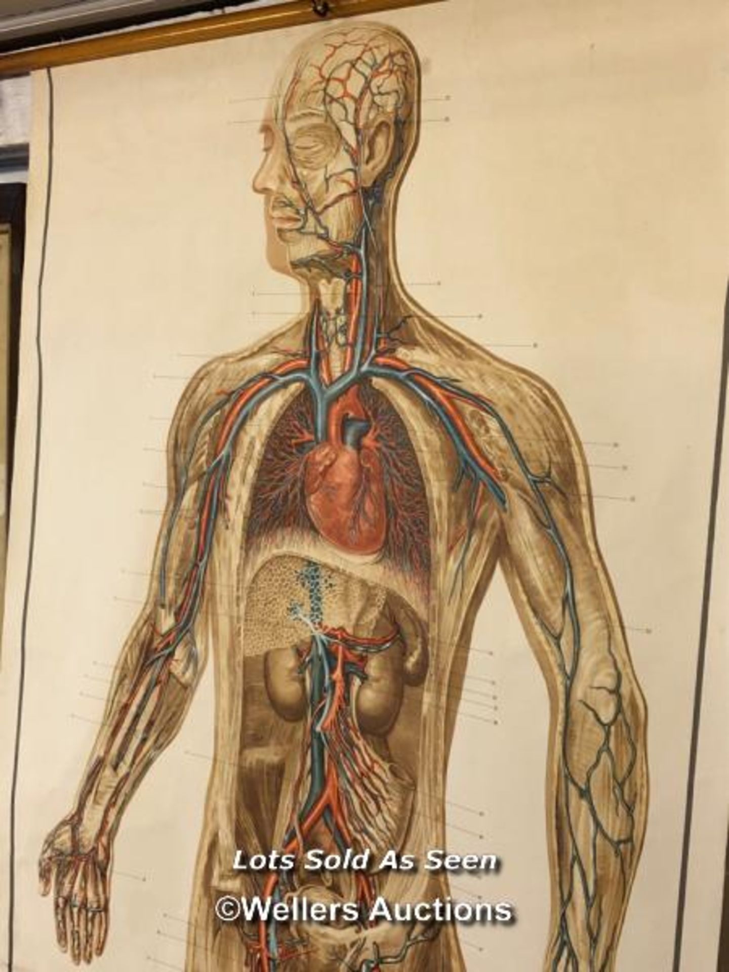 *VINTAGE ADAM ROUILLY ANATOMICAL CHART OF THE CIRCULATORY SYSTEM, 83 X 231CM - Image 2 of 2