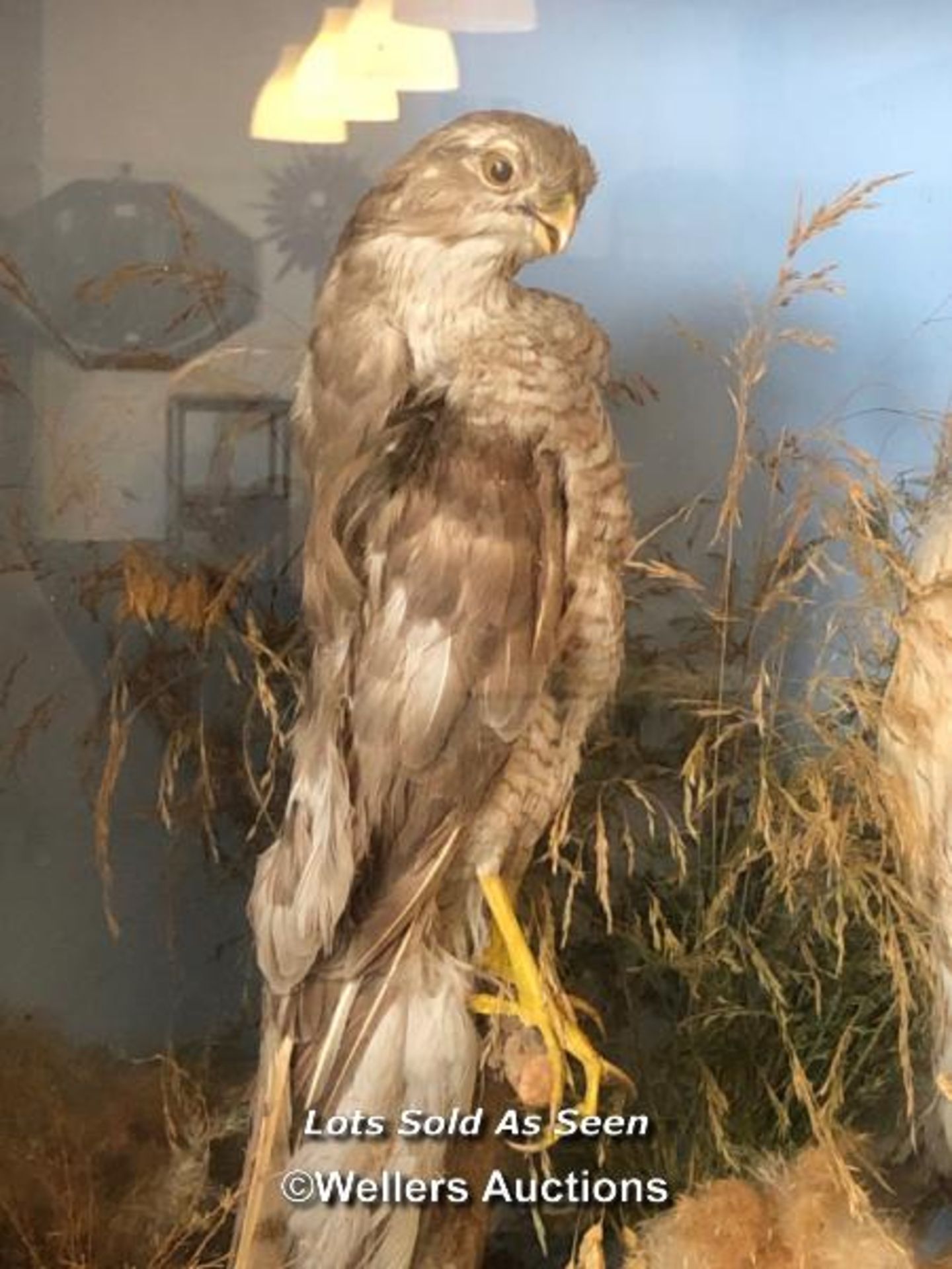 *TAXIDERMY OWL AND SPARROW HAWK, 47 X 46.5 X 19CM / LOCATED AT VICTORIA ANTIQUES, WADEBRIDGE, PL27 - Image 2 of 3