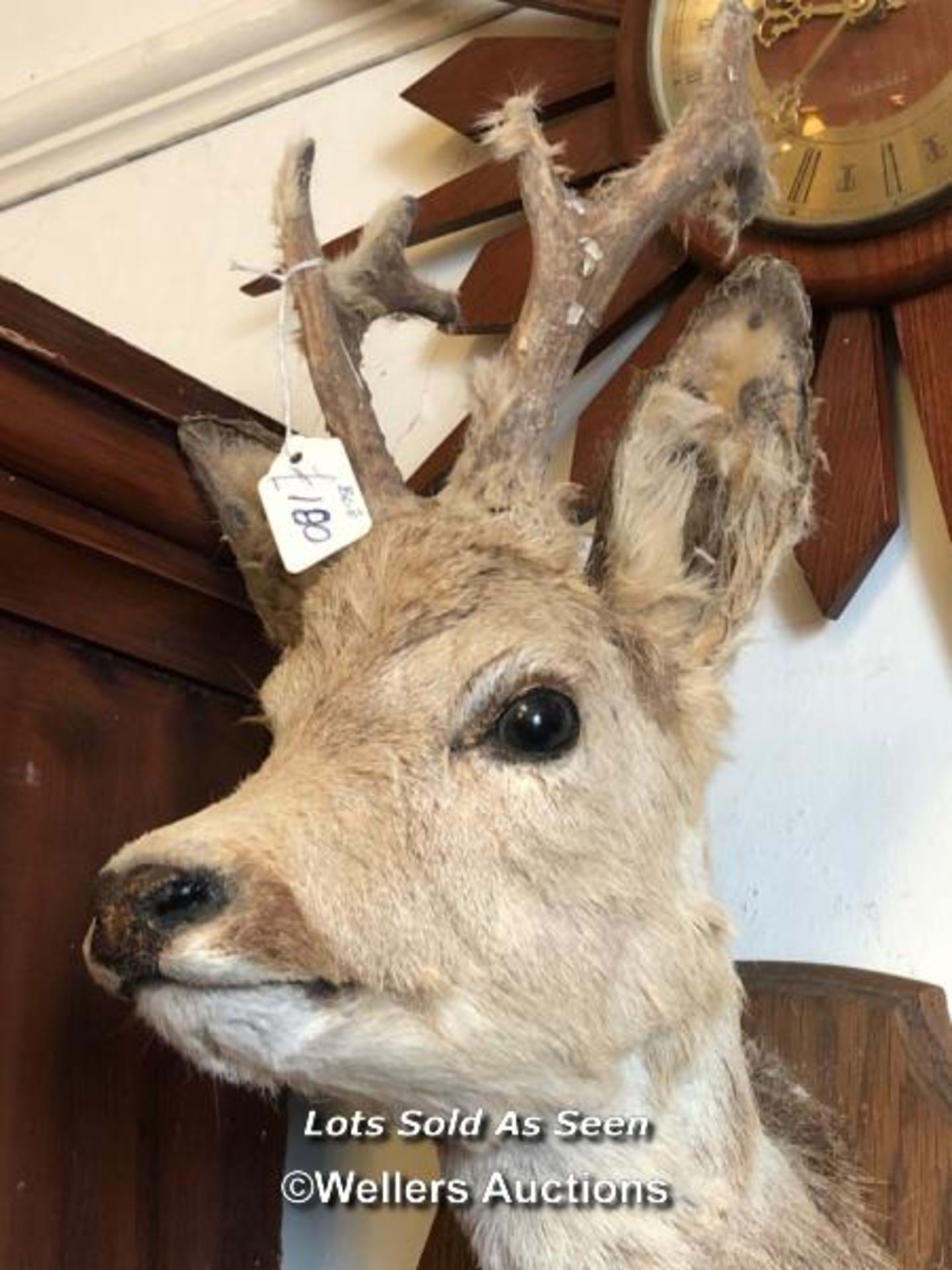 *TAXIDERMY YOUNG DEER HEAD, 58CM HIGH / LOCATED AT VICTORIA ANTIQUES, WADEBRIDGE, PL27 7DD - Image 2 of 2