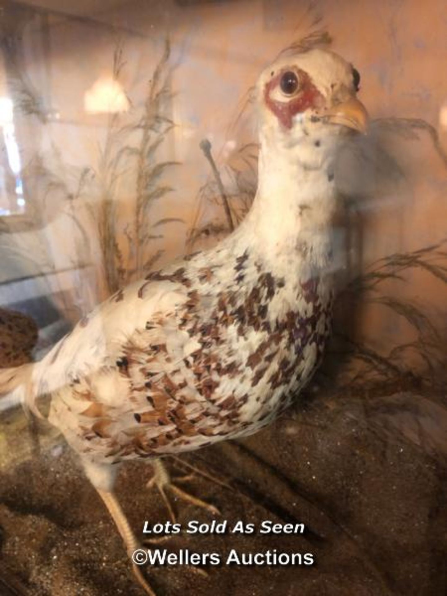 *CASED TAXIDERMY PAIR OF PHEASANTS, 47.5 X 79.5 X 21.5CM / LOCATED AT VICTORIA ANTIQUES, WADEBRIDGE, - Image 4 of 4