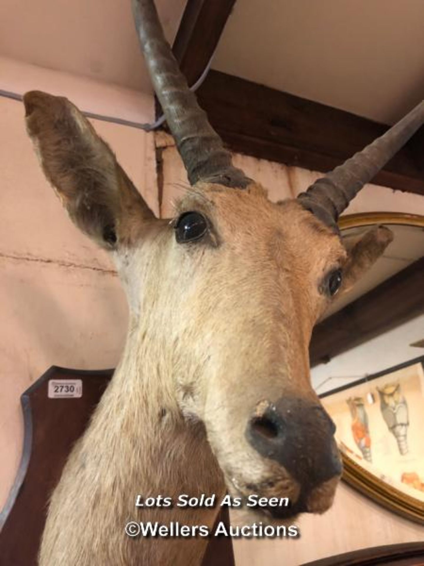 *TAXIDERMY SHIELD MOUNTED GAZELLE HEAD, 69CM HIGH / LOCATED AT VICTORIA ANTIQUES, WADEBRIDGE, PL27 - Image 2 of 2