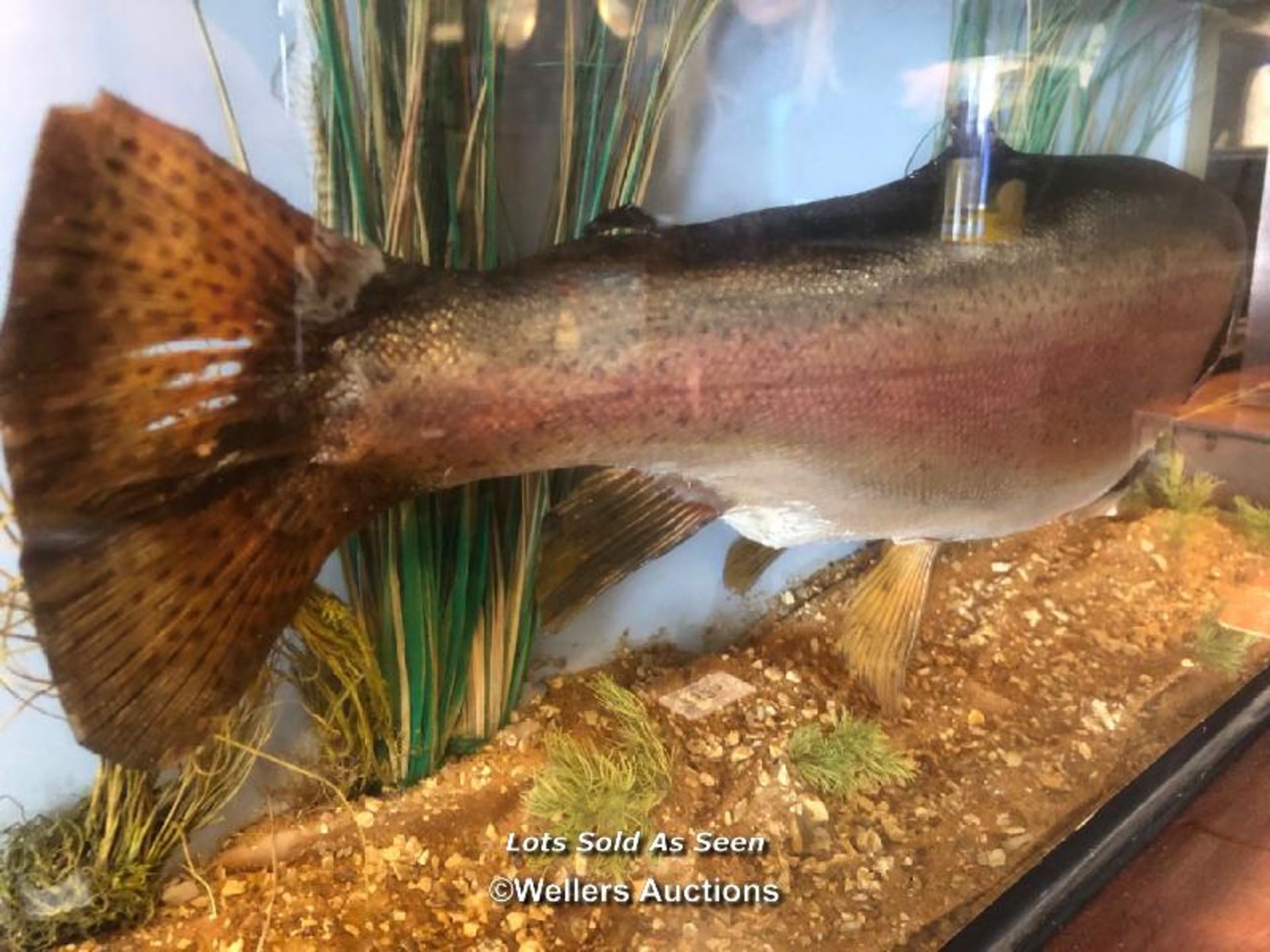 *TAXIDERMY RAINBOW TROUT IN CASE, 29.5 X 61 X 13CM / LOCATED AT VICTORIA ANTIQUES, WADEBRIDGE, - Image 3 of 3