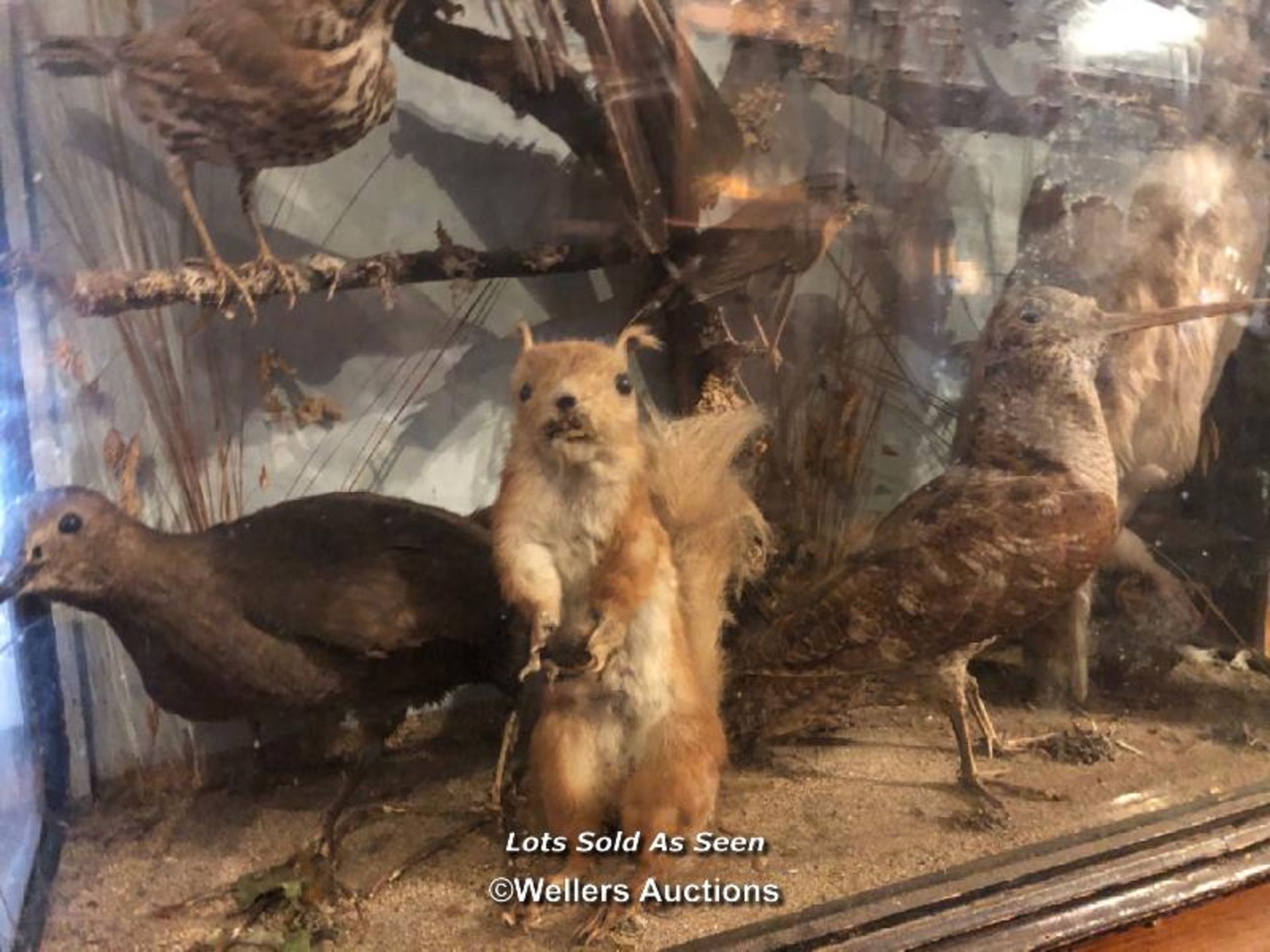 *COLLECTION OF ELEVEN TAXIDERMY ANIMALS INCLUDING OWL, ROBIN, SQUIRREL AND JAY IN A LARGE CASE, 68 X - Image 2 of 3