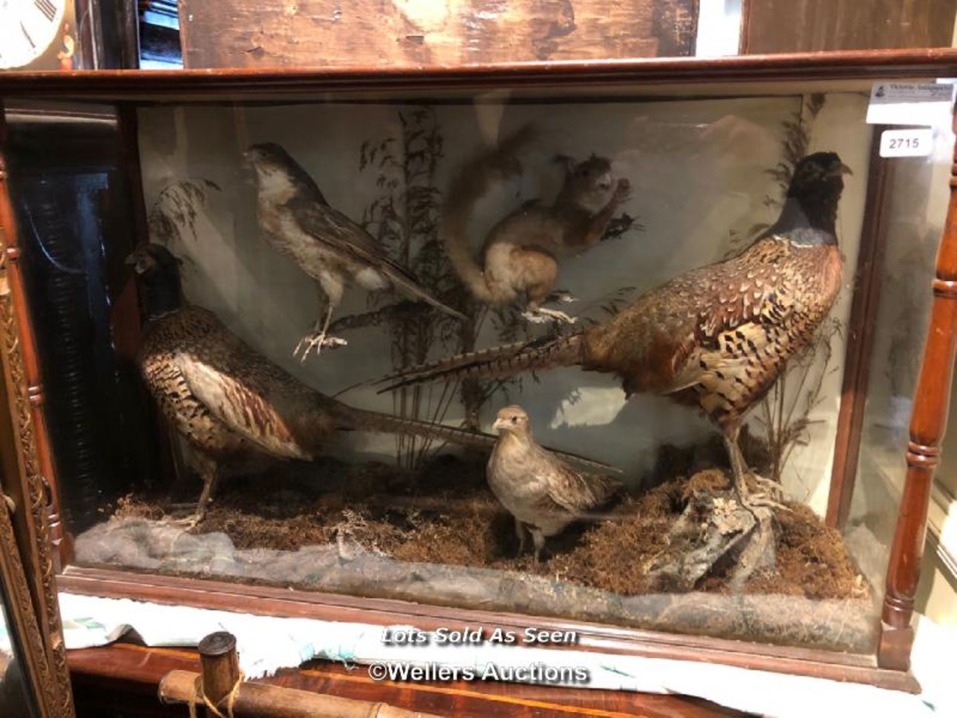 *TAXIDERMY PHEASANTS AND OTHER BIRDS AS WELL AS A SQUIRREL, 59 X 98 X 27CM / LOCATED AT VICTORIA