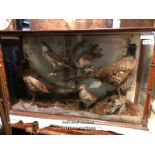 *TAXIDERMY PHEASANTS AND OTHER BIRDS AS WELL AS A SQUIRREL, 59 X 98 X 27CM / LOCATED AT VICTORIA