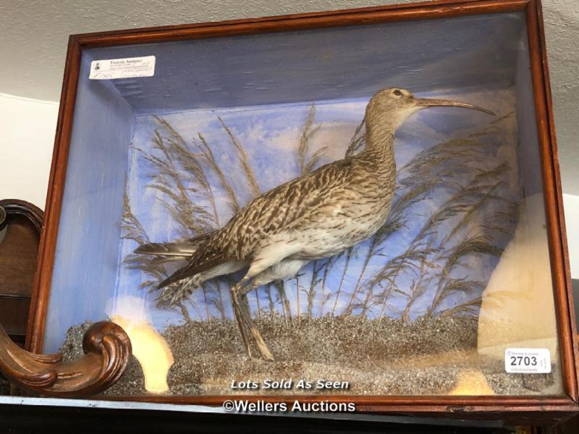 *TAXIDERMY CURLEW, 41.5 X 52 X 19CM / LOCATED AT VICTORIA ANTIQUES, WADEBRIDGE, PL27 7DD