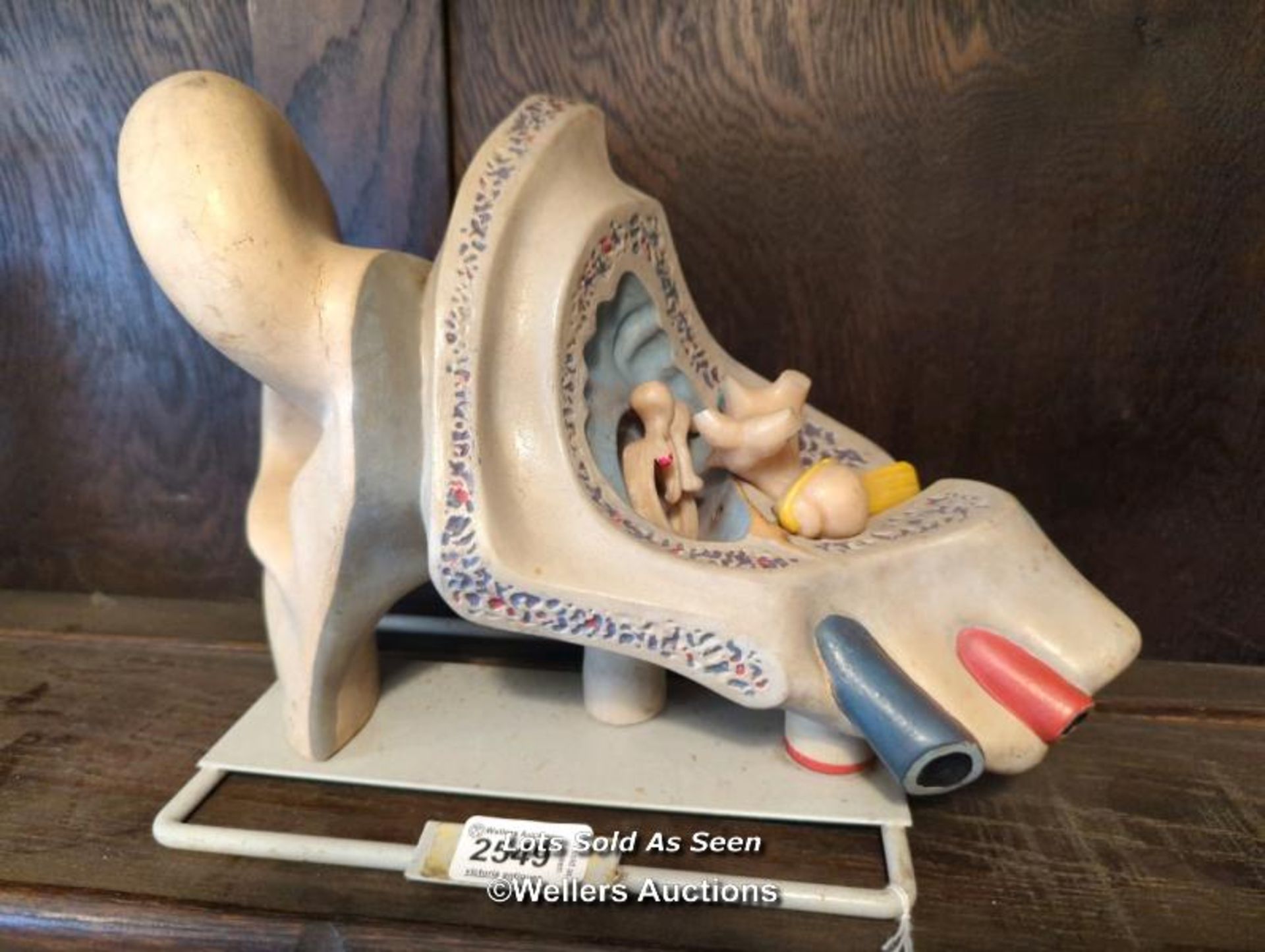 *ANATOMICAL MODEL OF A HUMAN EAR / LOCATED AT VICTORIA ANTIQUES, WADEBRIDGE, PL27 7DD