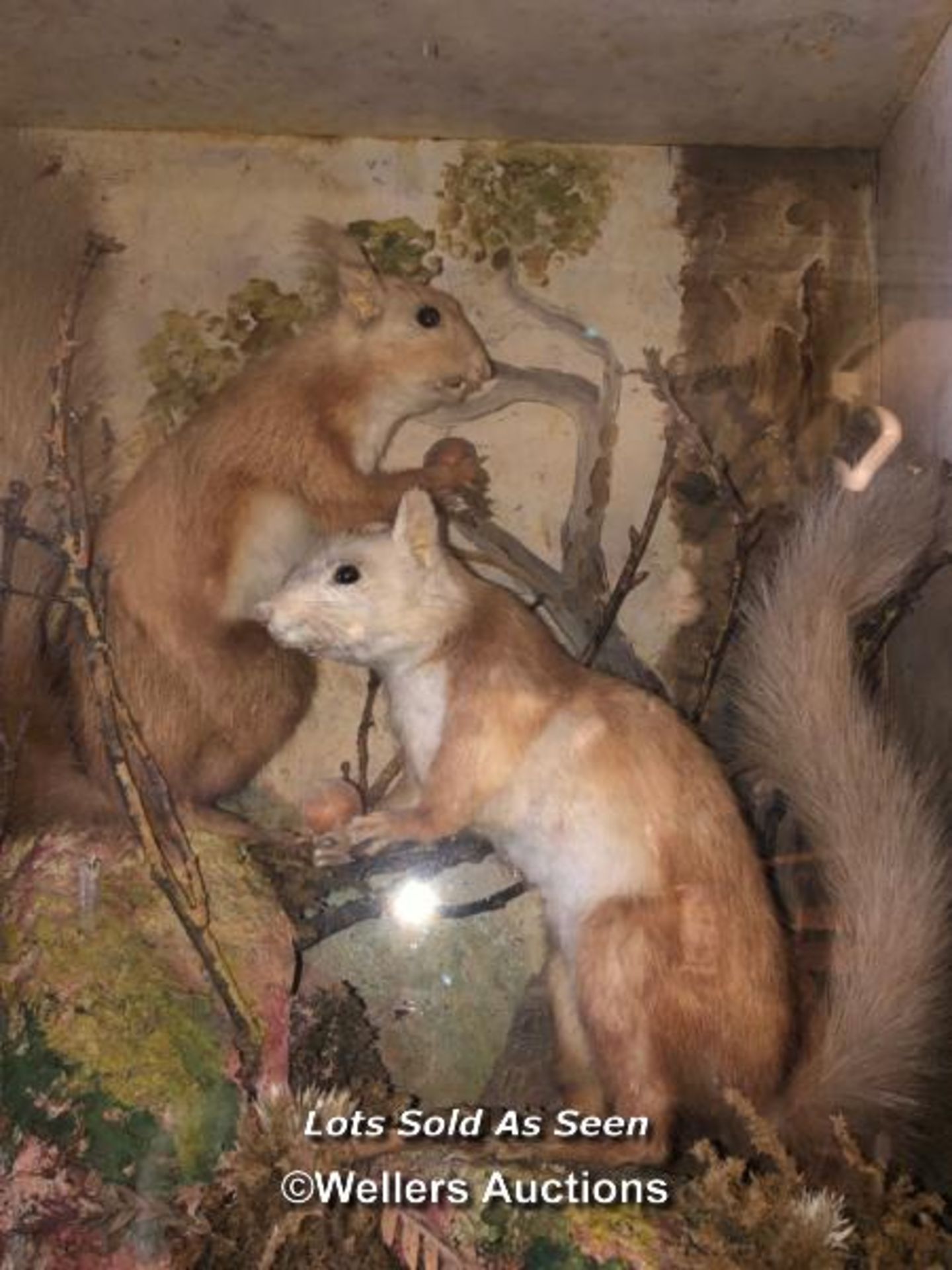 *TWO TAXIDERMY SQUIRRELS CASED, 47 X 40 X 23CM / LOCATED AT VICTORIA ANTIQUES, WADEBRIDGE, PL27 7DD - Image 2 of 2