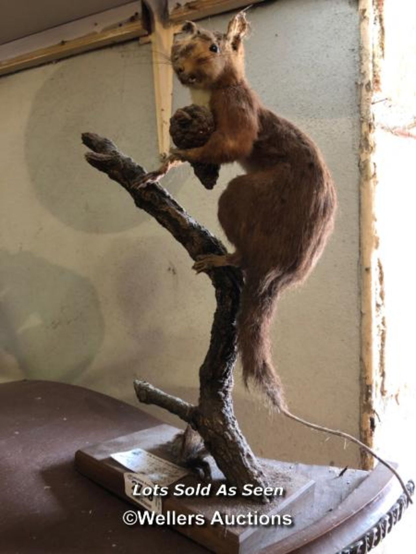 *TAXIDERMY SQUIRREL WITHOUT CASE, 36CM HIGH / LOCATED AT VICTORIA ANTIQUES, WADEBRIDGE, PL27 7DD