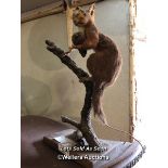 *TAXIDERMY SQUIRREL WITHOUT CASE, 36CM HIGH / LOCATED AT VICTORIA ANTIQUES, WADEBRIDGE, PL27 7DD