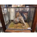 *TWO CASED TAXIDERMY RED LEGGED PARTRIDGES, 43.5 X 51 X 27CM / LOCATED AT VICTORIA ANTIQUES,
