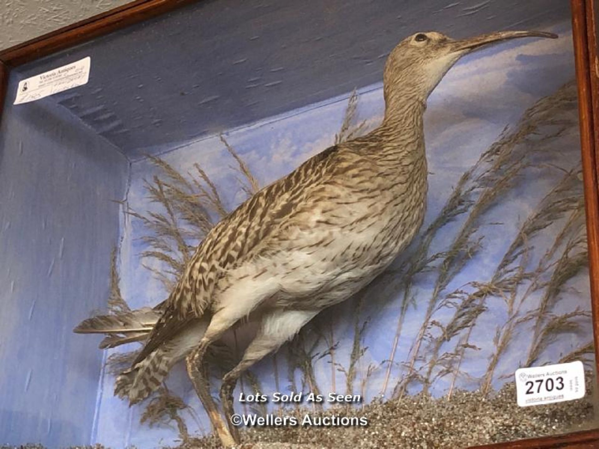 *TAXIDERMY CURLEW, 41.5 X 52 X 19CM / LOCATED AT VICTORIA ANTIQUES, WADEBRIDGE, PL27 7DD - Image 2 of 2