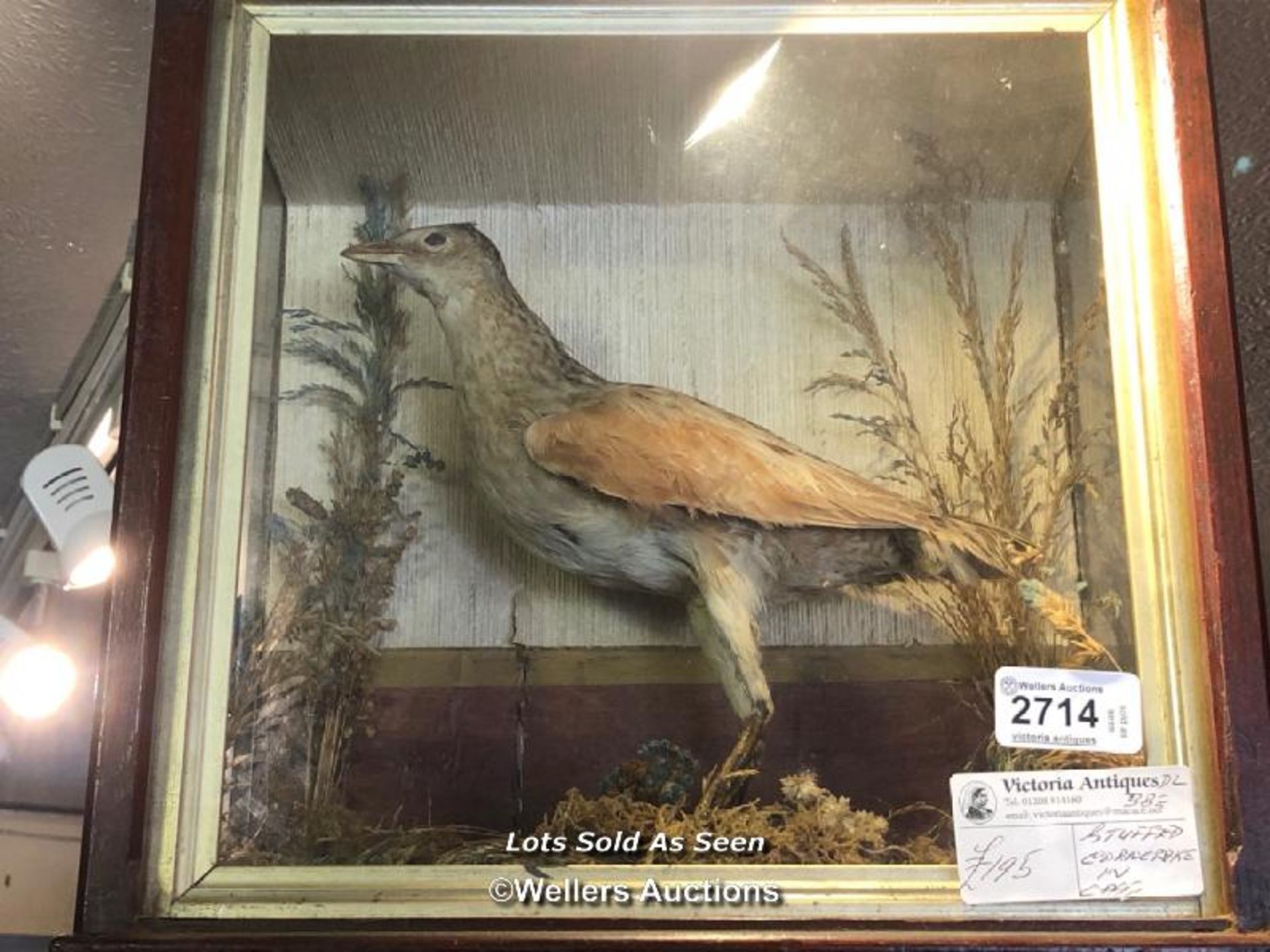 *TAXIDERMY CORNCRAKE IN CASE, 30 X 30 X 17CM / LOCATED AT VICTORIA ANTIQUES, WADEBRIDGE, PL27 7DD