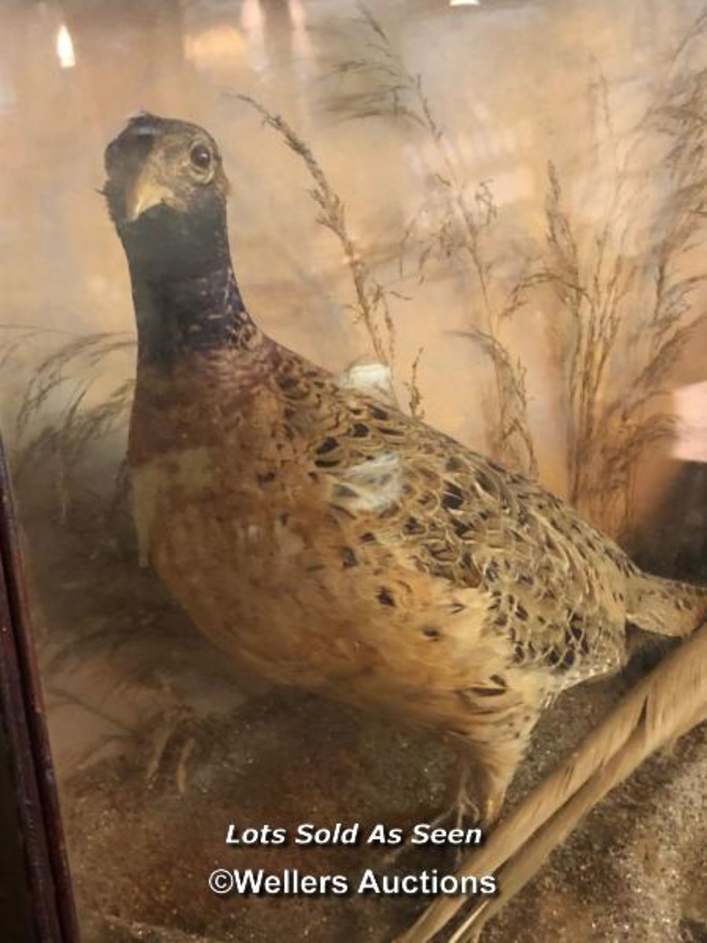 *CASED TAXIDERMY PAIR OF PHEASANTS, 47.5 X 79.5 X 21.5CM / LOCATED AT VICTORIA ANTIQUES, WADEBRIDGE, - Image 3 of 4