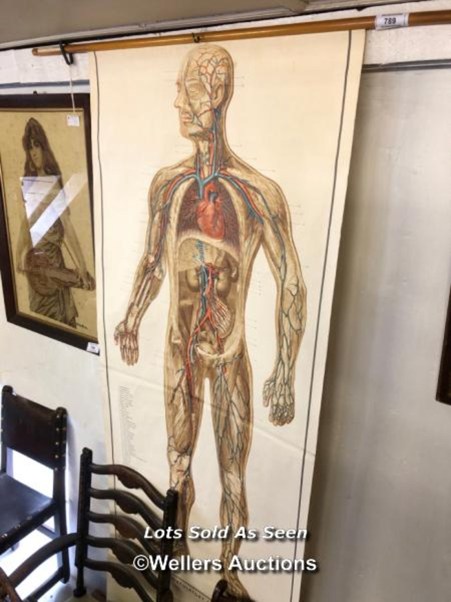 *VINTAGE ADAM ROUILLY ANATOMICAL CHART OF THE CIRCULATORY SYSTEM, 83 X 231CM