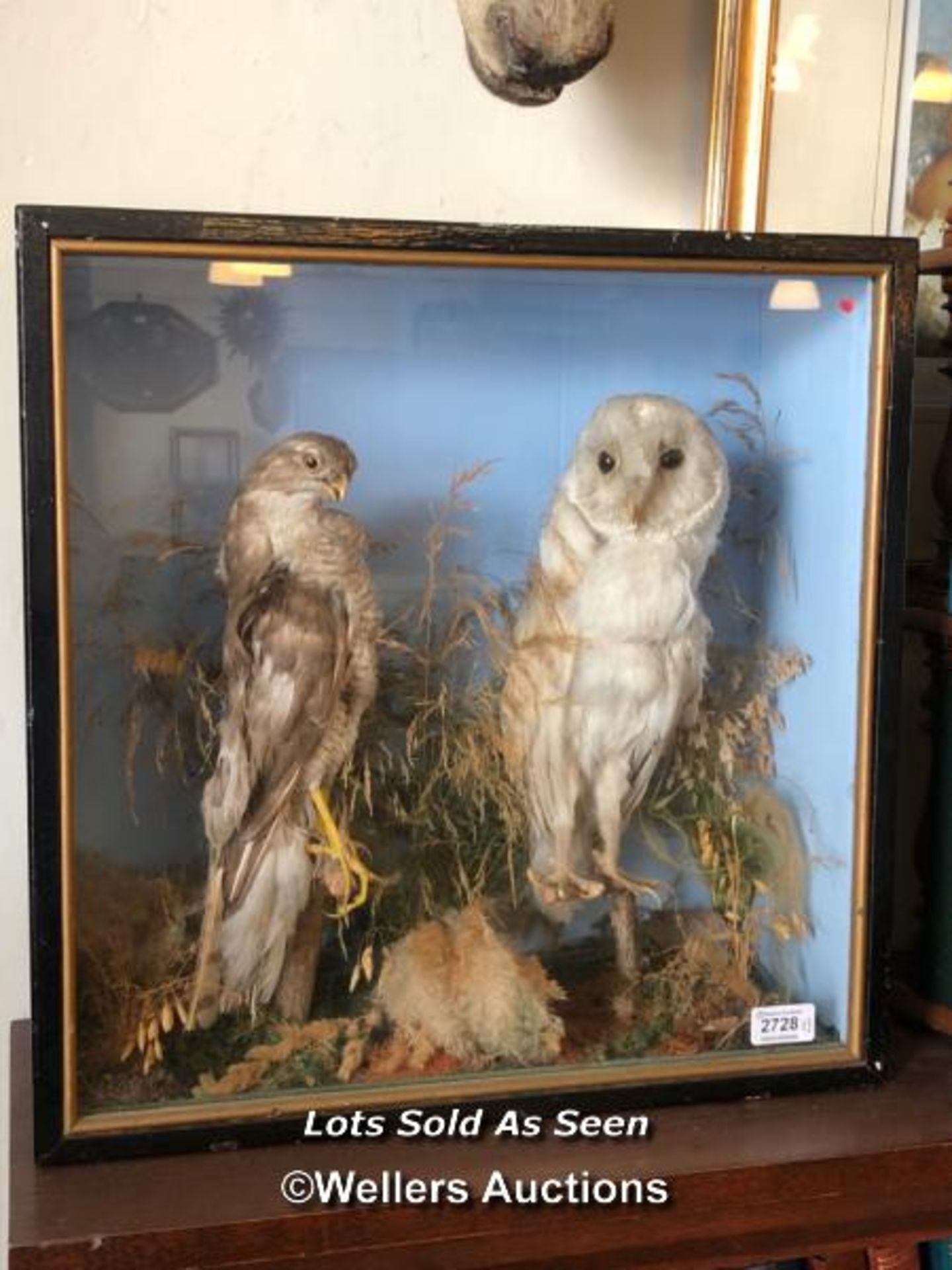 *TAXIDERMY OWL AND SPARROW HAWK, 47 X 46.5 X 19CM / LOCATED AT VICTORIA ANTIQUES, WADEBRIDGE, PL27