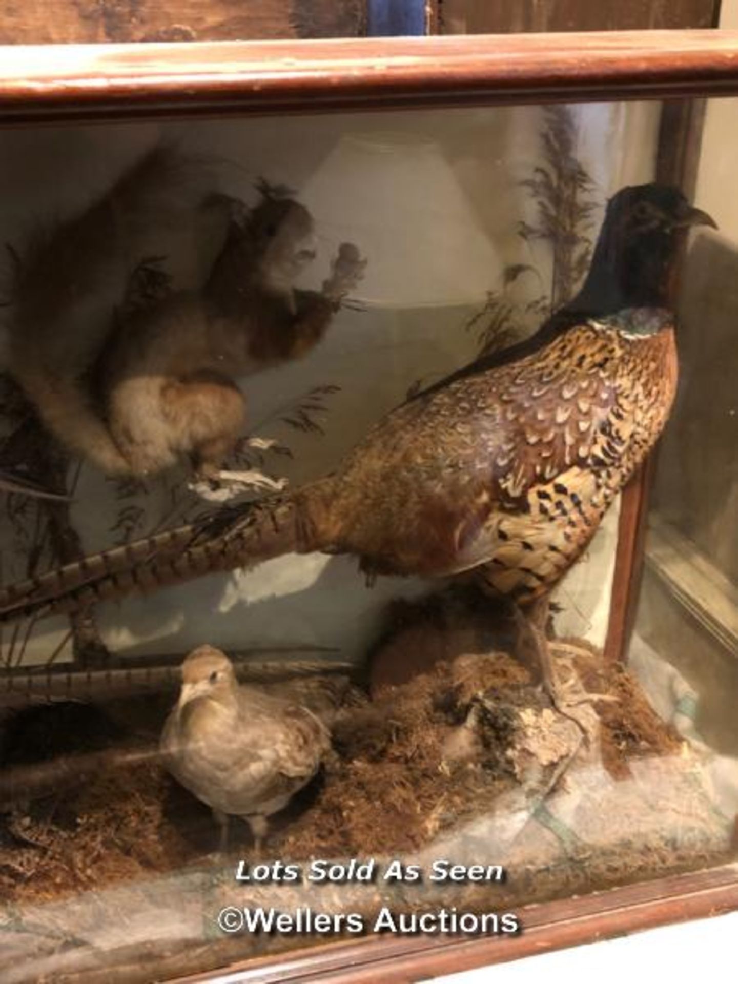 *TAXIDERMY PHEASANTS AND OTHER BIRDS AS WELL AS A SQUIRREL, 59 X 98 X 27CM / LOCATED AT VICTORIA - Image 3 of 4