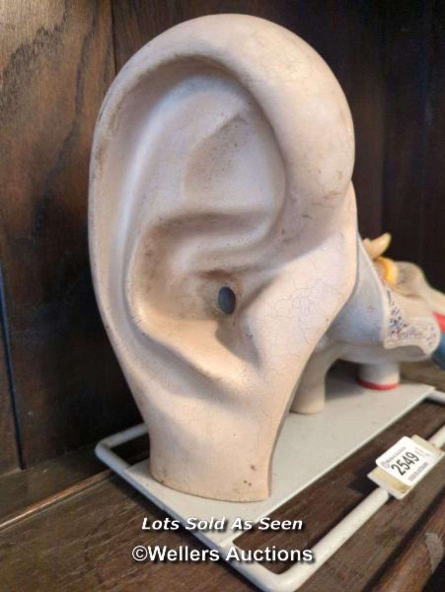 *ANATOMICAL MODEL OF A HUMAN EAR / LOCATED AT VICTORIA ANTIQUES, WADEBRIDGE, PL27 7DD - Image 3 of 3
