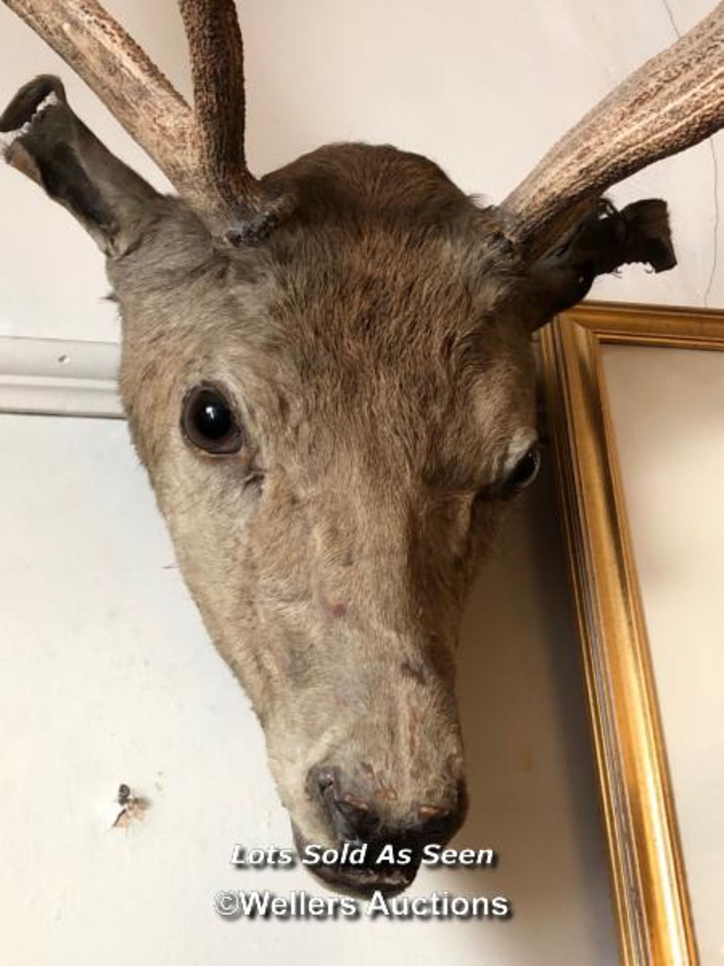 *TAXIDERMY STAG HEAD, HEIGHT 100CM FROM NOSE TO TOP OF ANTLER / LOCATED AT VICTORIA ANTIQUES, - Image 2 of 3