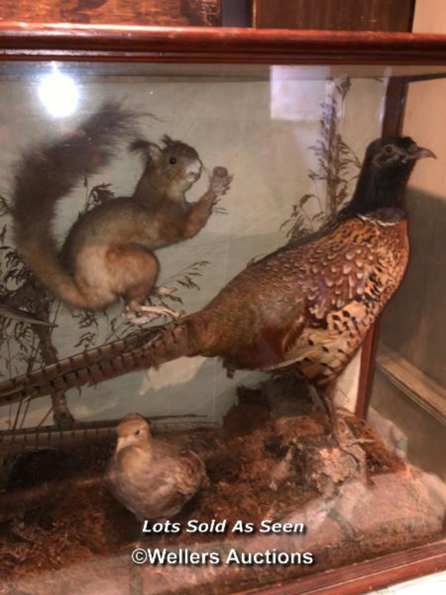*TAXIDERMY PHEASANTS AND OTHER BIRDS AS WELL AS A SQUIRREL, 59 X 98 X 27CM / LOCATED AT VICTORIA - Image 4 of 4