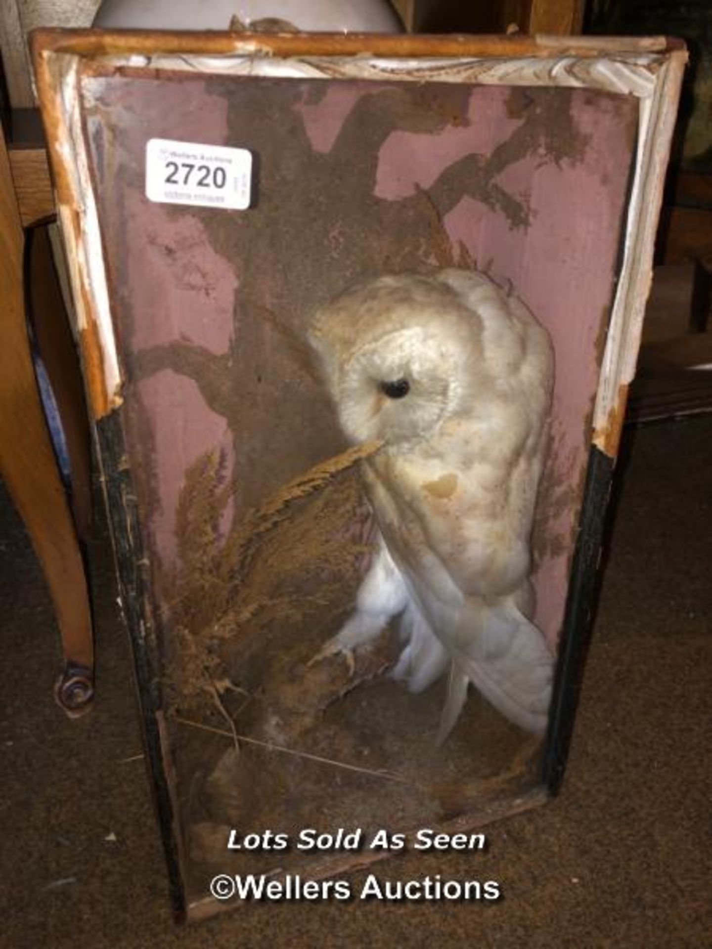 *TAXIDERMY BARN OWL, CASED 47 X 27 X 15CM / LOCATED AT VICTORIA ANTIQUES, WADEBRIDGE, PL27 7DD