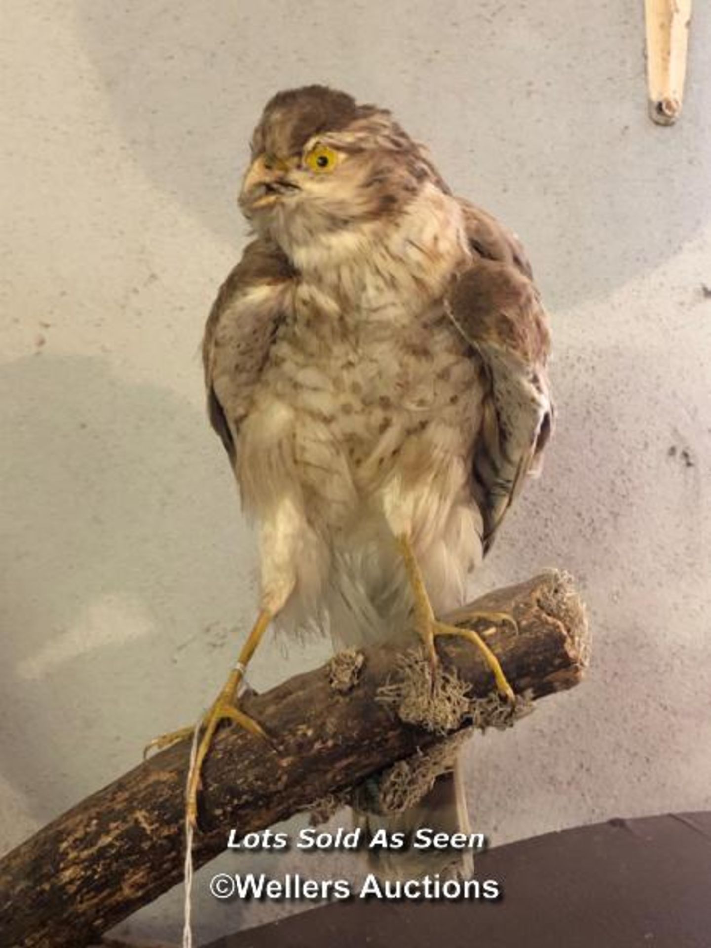 *TAXIDERMY SPARROW HAWK WITHOUT CASE, 27CM HIGH / LOCATED AT VICTORIA ANTIQUES, WADEBRIDGE, PL27