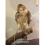 *TAXIDERMY SPARROW HAWK WITHOUT CASE, 27CM HIGH / LOCATED AT VICTORIA ANTIQUES, WADEBRIDGE, PL27