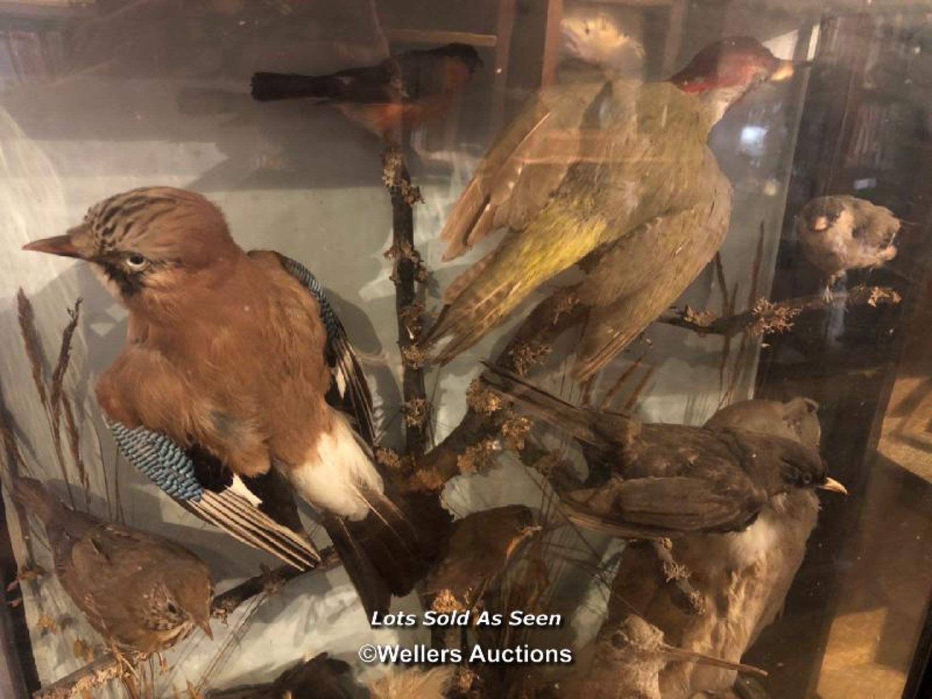 *COLLECTION OF ELEVEN TAXIDERMY ANIMALS INCLUDING OWL, ROBIN, SQUIRREL AND JAY IN A LARGE CASE, 68 X - Image 3 of 3