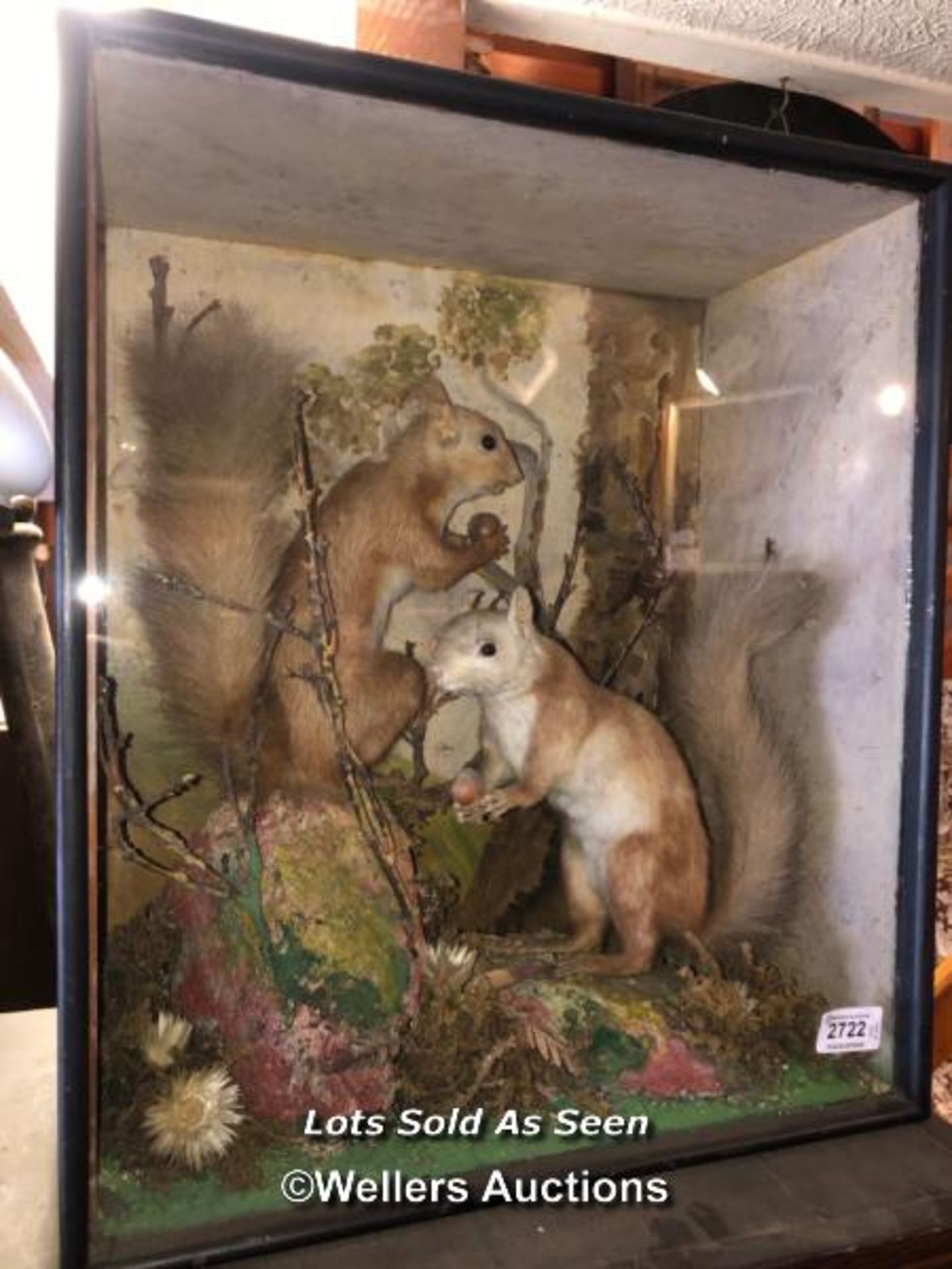 *TWO TAXIDERMY SQUIRRELS CASED, 47 X 40 X 23CM / LOCATED AT VICTORIA ANTIQUES, WADEBRIDGE, PL27 7DD