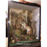 *TWO TAXIDERMY SQUIRRELS CASED, 47 X 40 X 23CM / LOCATED AT VICTORIA ANTIQUES, WADEBRIDGE, PL27 7DD