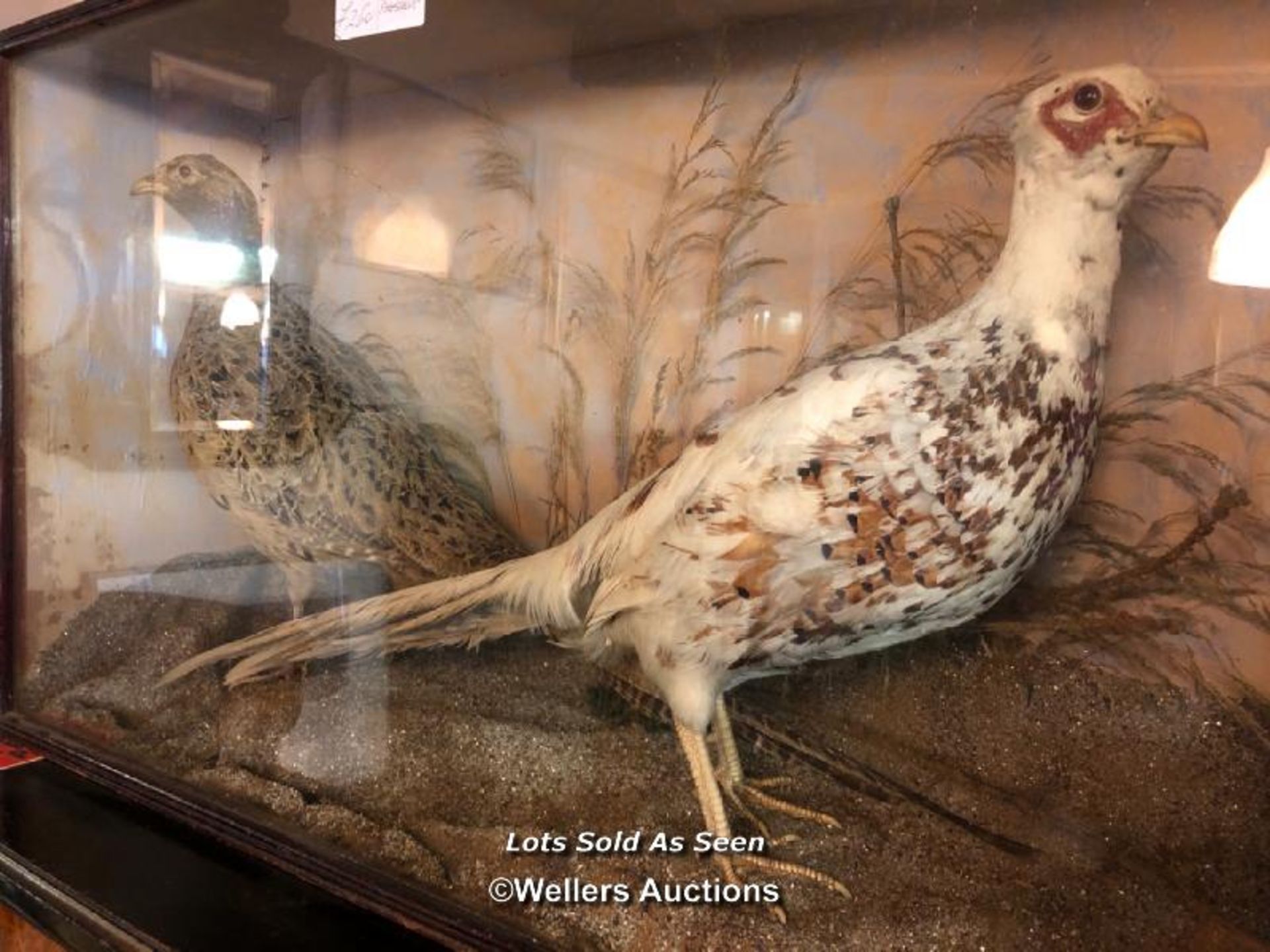 *CASED TAXIDERMY PAIR OF PHEASANTS, 47.5 X 79.5 X 21.5CM / LOCATED AT VICTORIA ANTIQUES, WADEBRIDGE, - Image 2 of 4